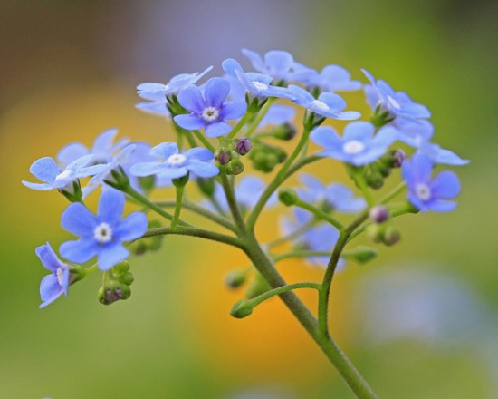 skeiescapes flowers blue flowers skeiescapes galleries flowers blue