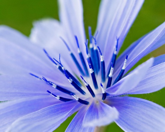 skeiescapes flowers blue flowers